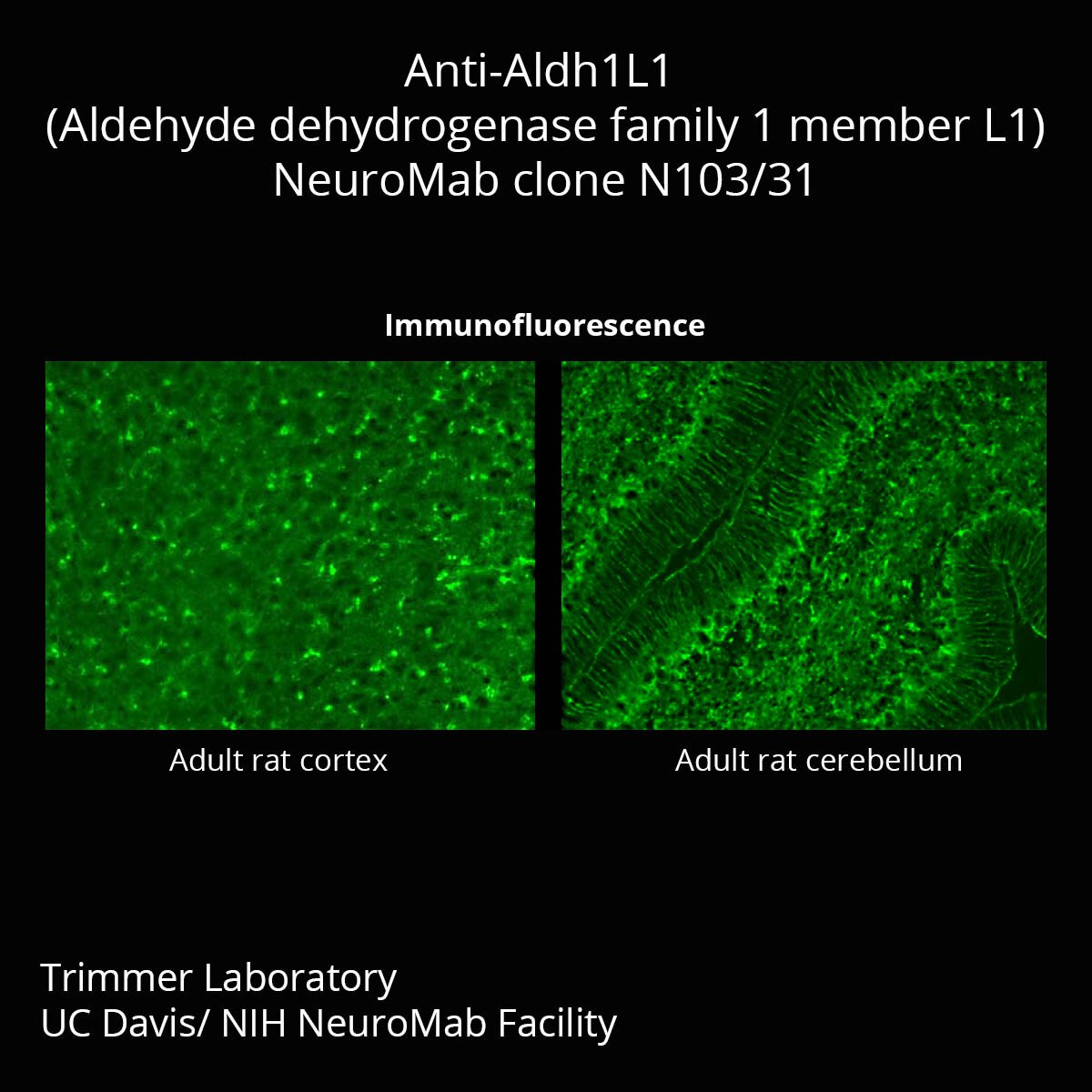 Aldh1l1 Antibody (N103/31) - DSHB